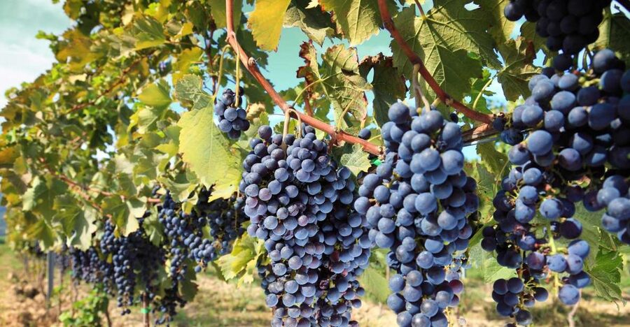 From Madrid: Alcalá de Henares, Winery Tour & Wine Tasting - Walking through Cervantes’ Alcalá de Henares