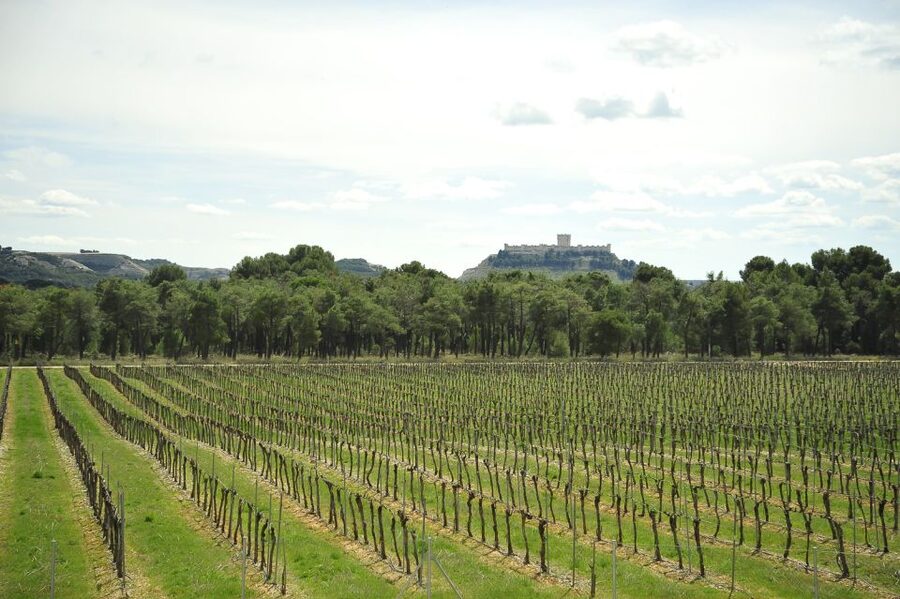 From Madrid: Ribera del Duero Tour of 3 Wineries w/ Tastings - Why Ribera del Duero makes a fine Madrid day trip
