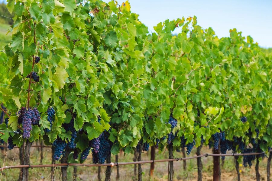 Half-Day Trip from Madrid: Alcalá de Henares & Winery Visit - The 40-minute ride from Madrid