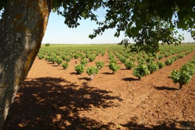 Madrid Countryside Wineries Guided Tour with Wine Tasting