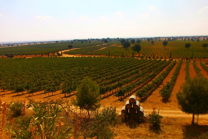 Madrid Countryside Wineries Guided Tour with Wine Tasting - What you will drink and eat
