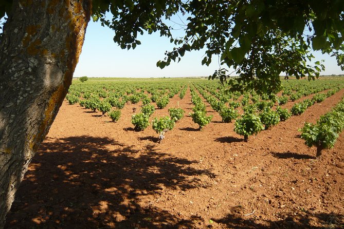 Madrid Countryside Wineries Guided Tour with Wine Tasting - Starting at Plaza del Conde de Casal