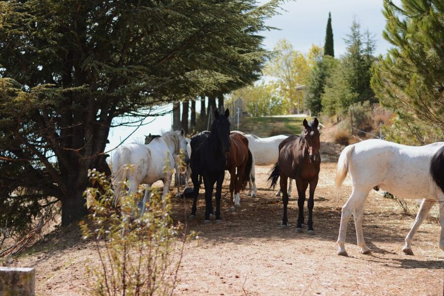 Madrid: Horse Riding in Sierra del Guadarrama National Park - Small groups, photos, and time on the trail