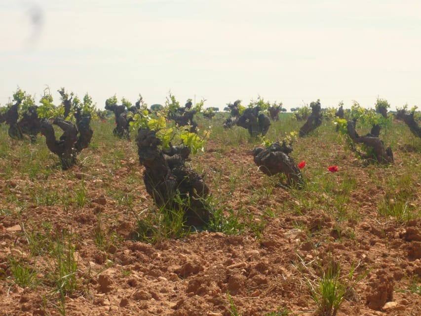 Madrid Region Wineries Guided Tour with Wine Tastings - Why Madrid’s wine country is worth your afternoon