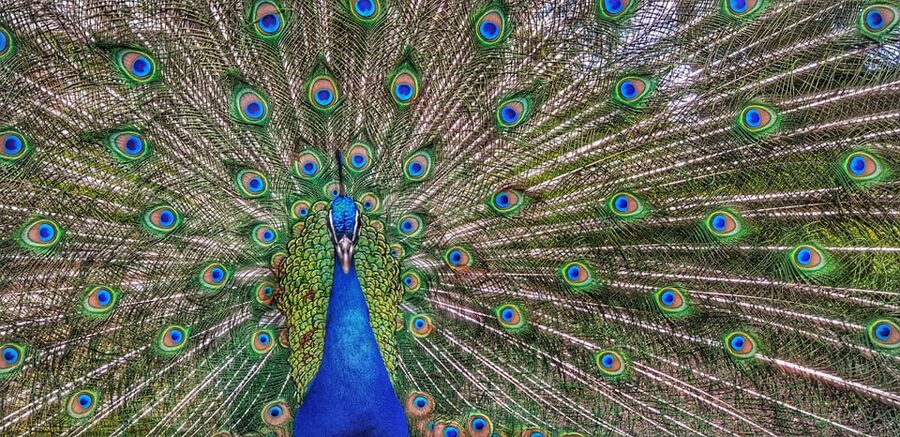 Madrid: Retiro Park Guided Tour with a Photographer - Why Retiro Park deserves a guided walk