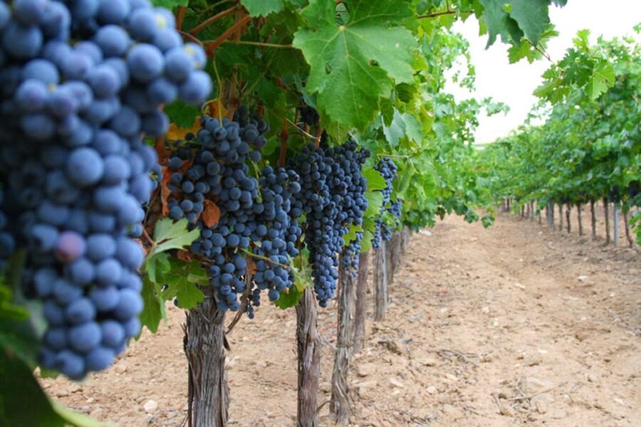Madrid: Toledo Day Trip with Winery Visit and Wine Tasting - Santo Tomé and the San Juan de los Reyes stop