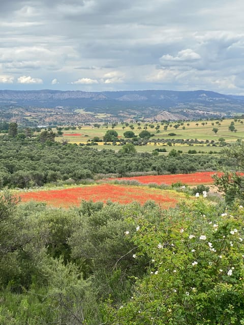Madrid: Unspoiled Spain for Foodies & Nature ❤️’s - Who should book this day