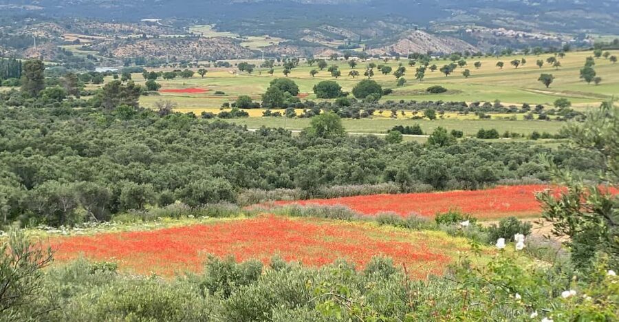 Madrid: Unspoiled Spain for Foodies & Nature ❤️’s - An aperitif with a view