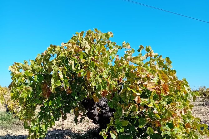 Madrid Wine Tour: Visit Two Wineries with Tastings - First winery: seeing a modern operation