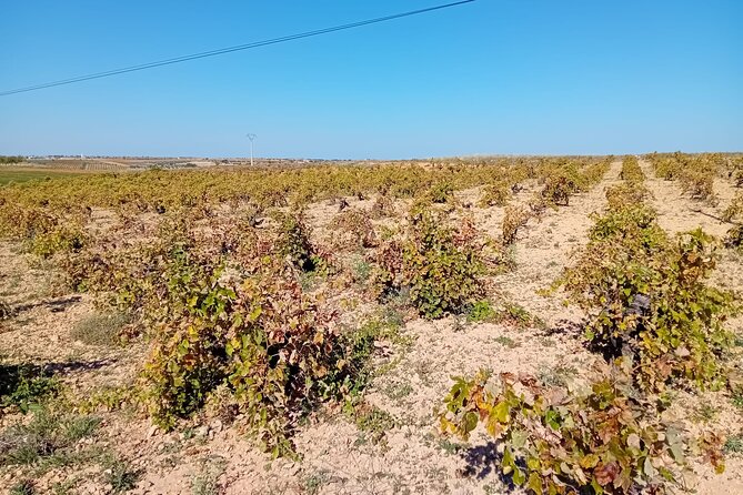 Madrid Wine Tour: Visit Two Wineries with Tastings - Second winery near Chinchón