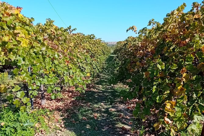 Madrid Wine Tour: Visit Two Wineries with Tastings - Six tastings, but not a full meal