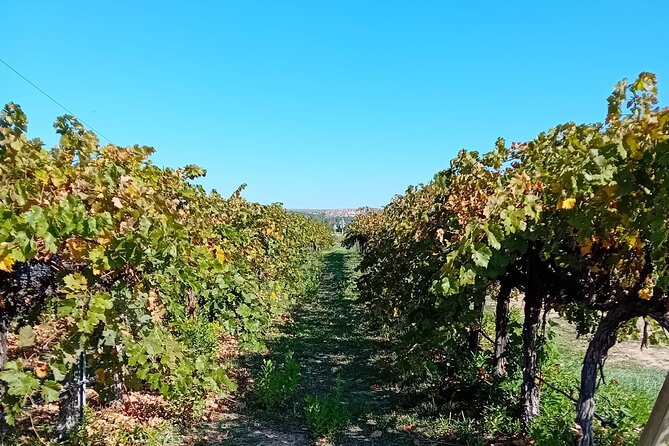 Madrid Wine Tour: Visit Two Wineries with Tastings - Who will enjoy this outing most