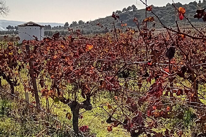 Madrid Winery Tour with Tasting and Sommelier Guide - A tasting shaped around your interests