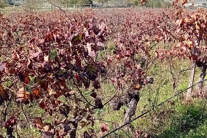 Madrid Winery Tour with Tasting and Sommelier Guide - A half-day schedule with a clear rhythm