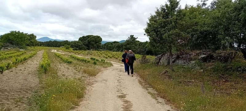 Madrid Winery Tour with Tasting & Sommelier Guide - Who should book this Madrid wine tour