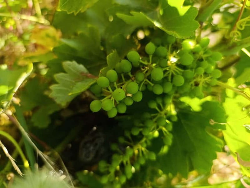 Madrid Winery Tour with Tasting & Sommelier Guide - The tasting: white, red, and vintage red