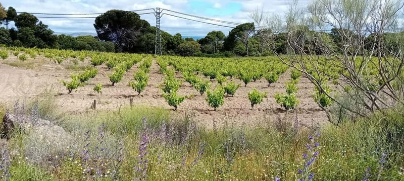 Madrid Winery Tour with Tasting & Sommelier Guide - A practical half-day schedule