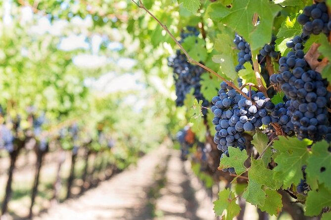 Private Tour & Lunch Of Underground Winery & Countryside Estate - Key details at a glance