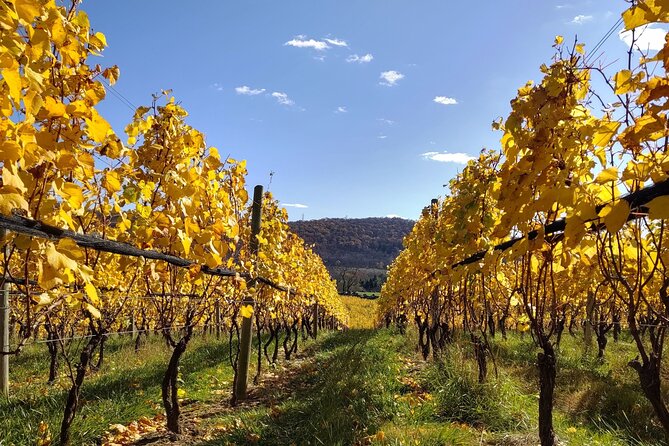 Private Tour & Lunch Of Underground Winery & Countryside Estate - Carabaña’s former mineral-water empire