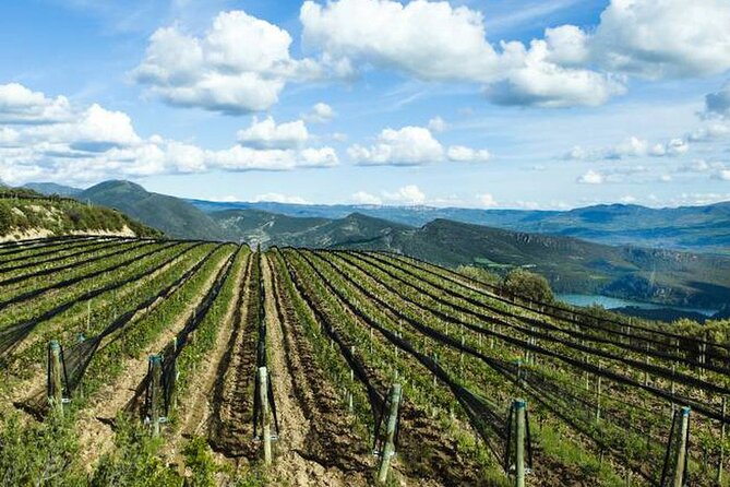 Private Wine Tasting And Visit Tour in Ribera Duero - Key points at a glance