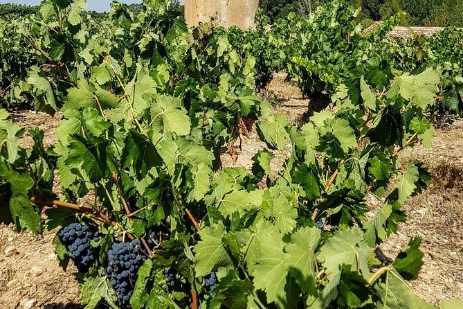 Private Wine Tasting And Visit Tour in Ribera Duero - Who will enjoy this day most