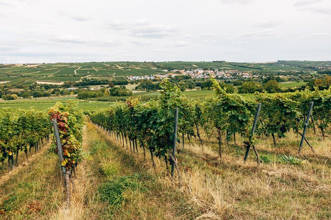 Ribera and Rioja Wineries Private Tour from Madrid - What the high price really buys you
