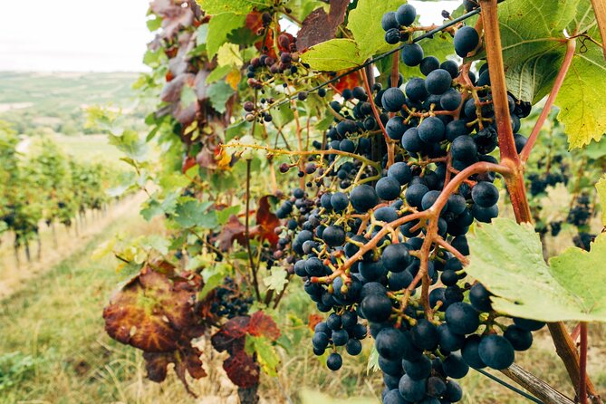 Ribera and Rioja Wineries Private Tour from Madrid - What the tasting and guiding are like