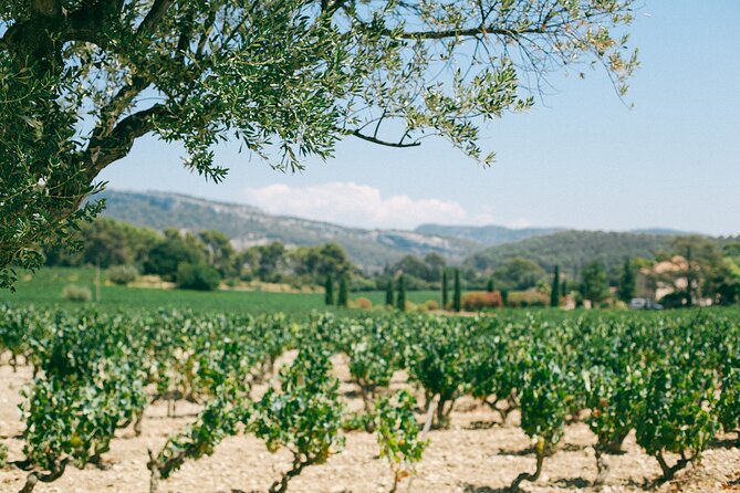 Ribera and Rioja Wineries Private Tour from Madrid - Timing, comfort, and small practical matters