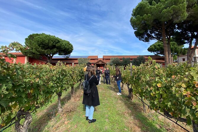 Ribera del Duero Tour: Three Wineries and Lunch from Madrid - Key points to know before booking