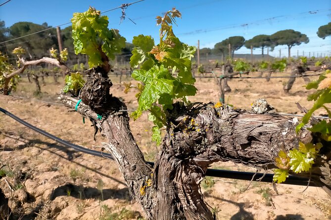 Ribera del Duero Tour: Three Wineries and Lunch from Madrid - Why this Madrid day trip feels different