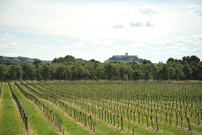 Ribera del Duero Wineries Guided Tour & Wine Tasting from Madrid - Three wineries that show Ribera del Duero from different angles