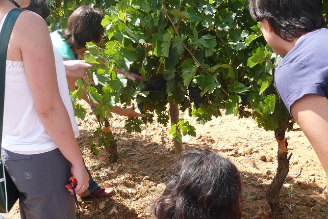 Ribera del Duero Wineries Guided Tour & Wine Tasting from Madrid - Tempranillo in a region of extremes