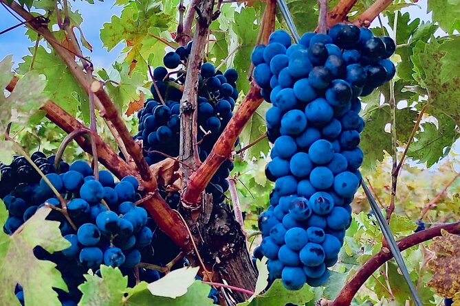 Visit Cuenca and a Vineyard in Spanish Tuscany from Madrid - Why Cuenca makes a fine change from Madrid